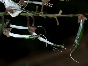 Legumes - immature;  Legumes are formed from single, superior carpels. The corolla has fallen off, but the fused filaments of the stamens still surround the ovary.
